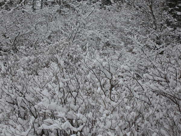 snowBush.jpg